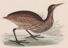 AMERICAN BITTERN